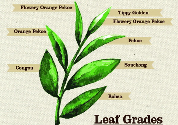 Tea Leaf Grading (Whole Leaf Grades)